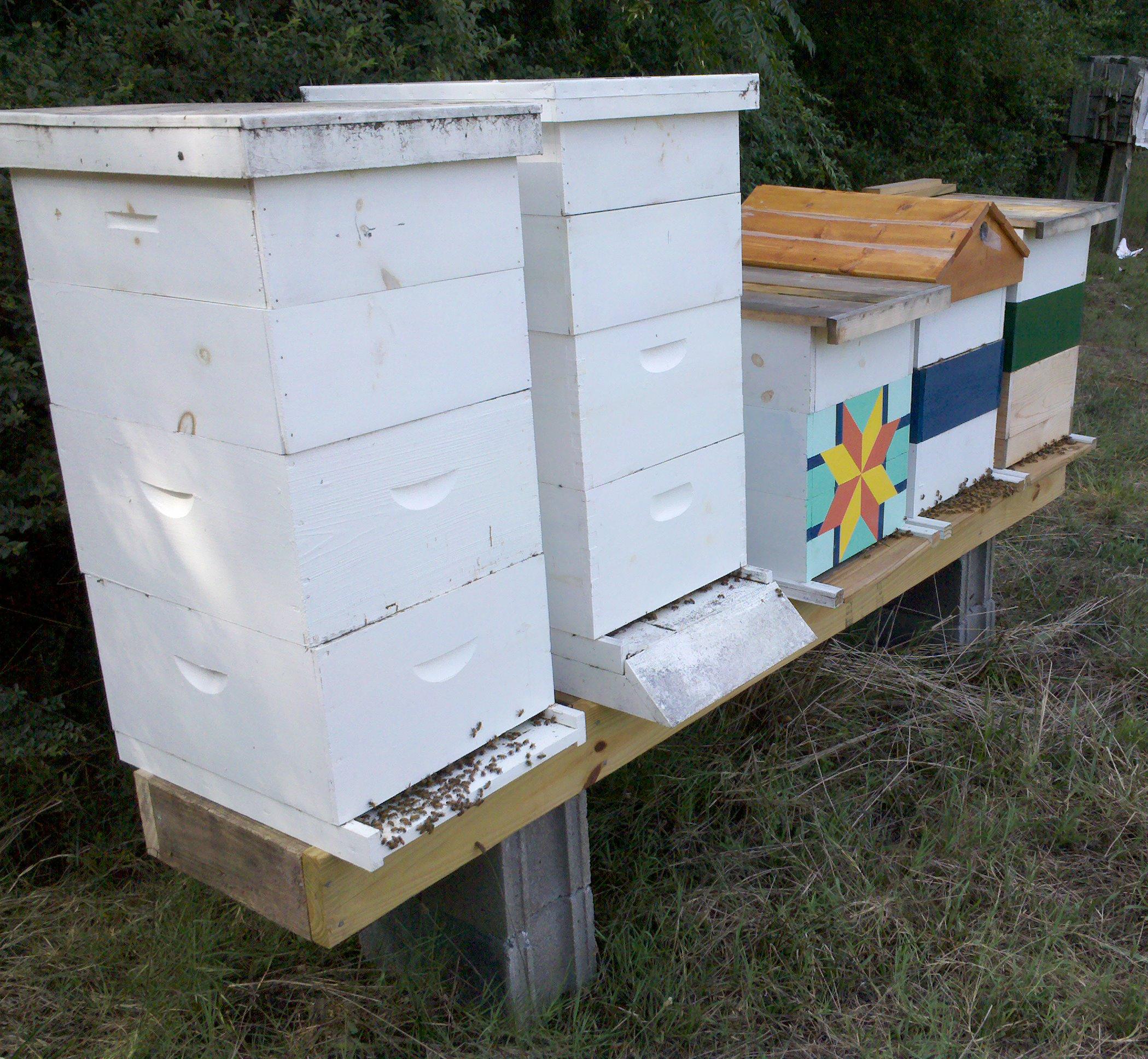 Bee hives on cotton fields