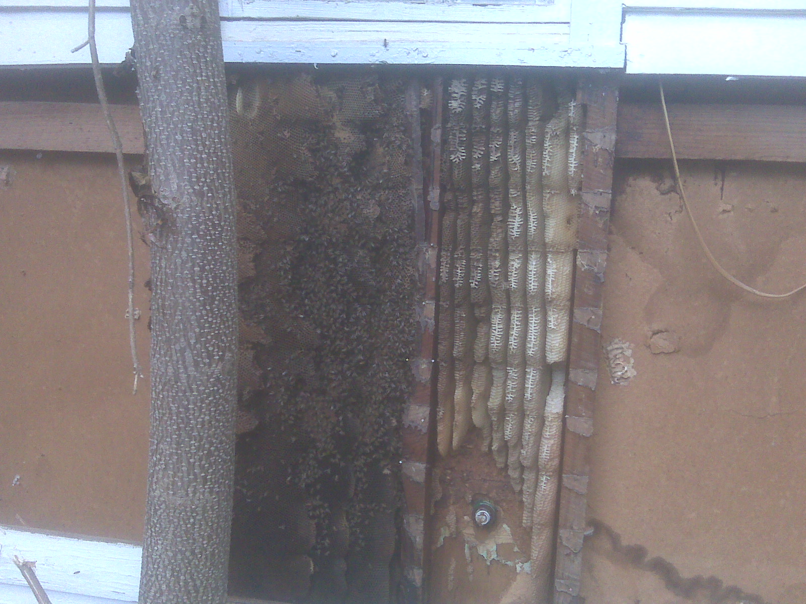 monster hive