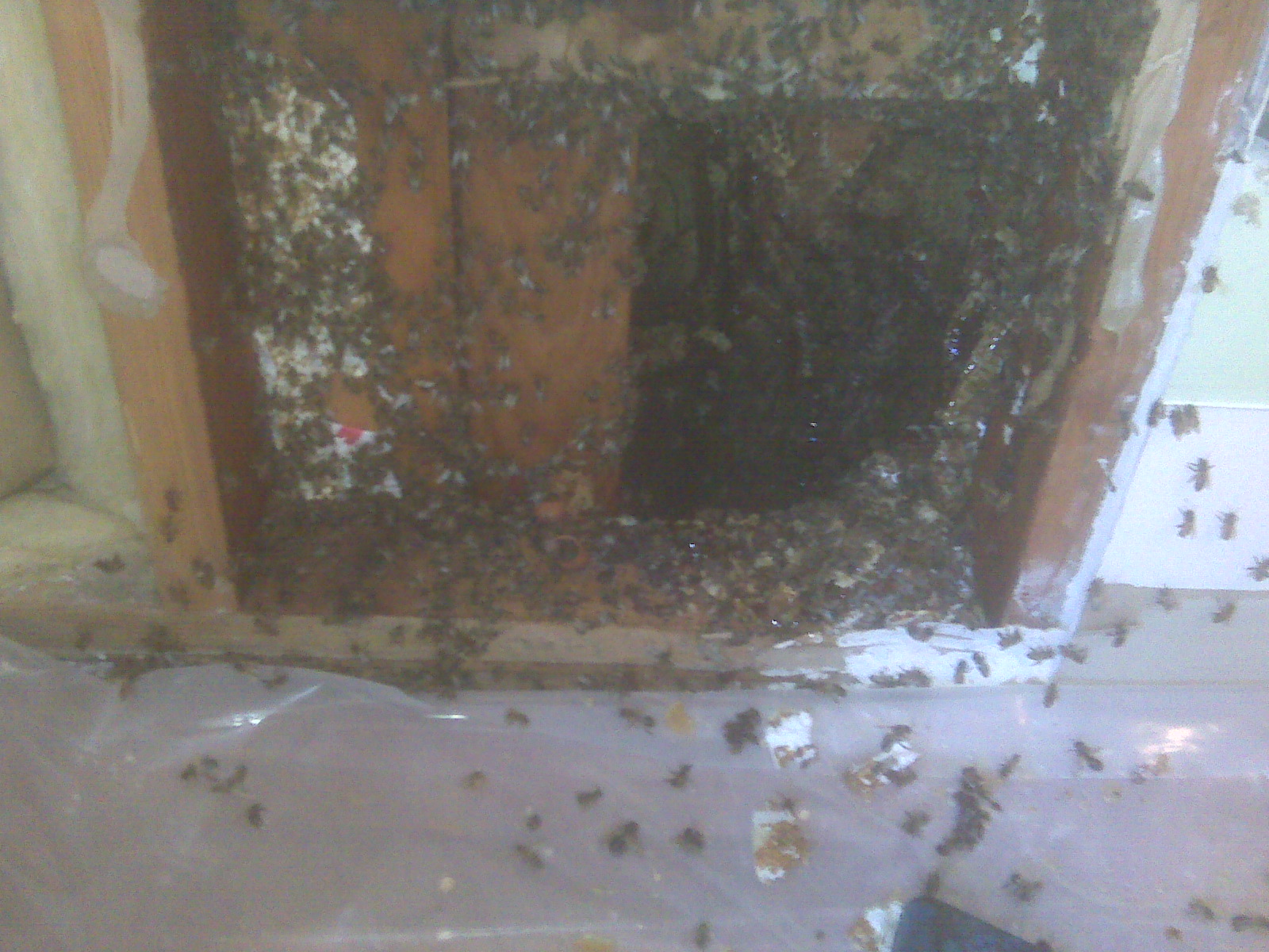 spent hours reaching in this hole dragging out angry bees