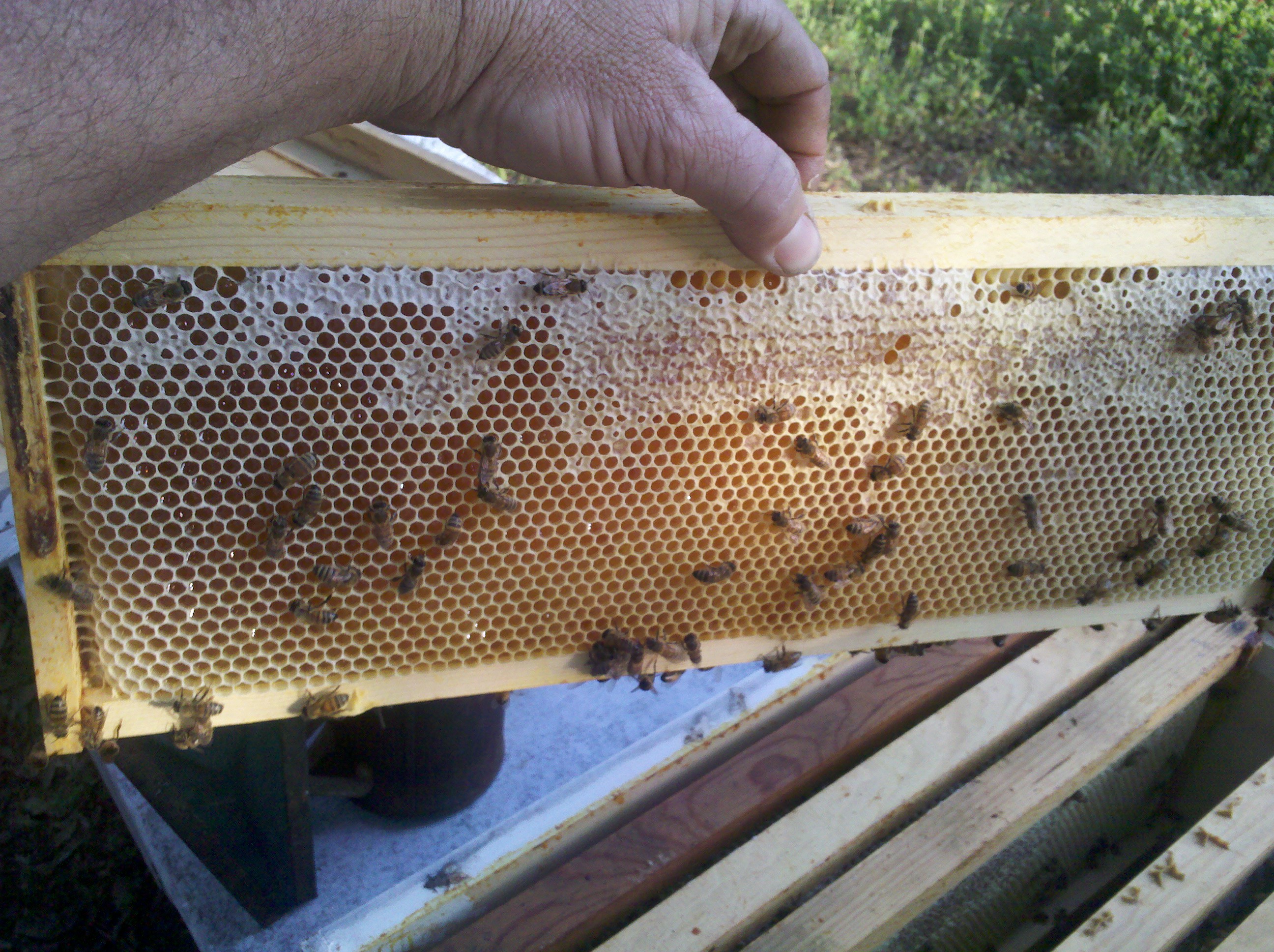 Starting to cap a full frame of honey