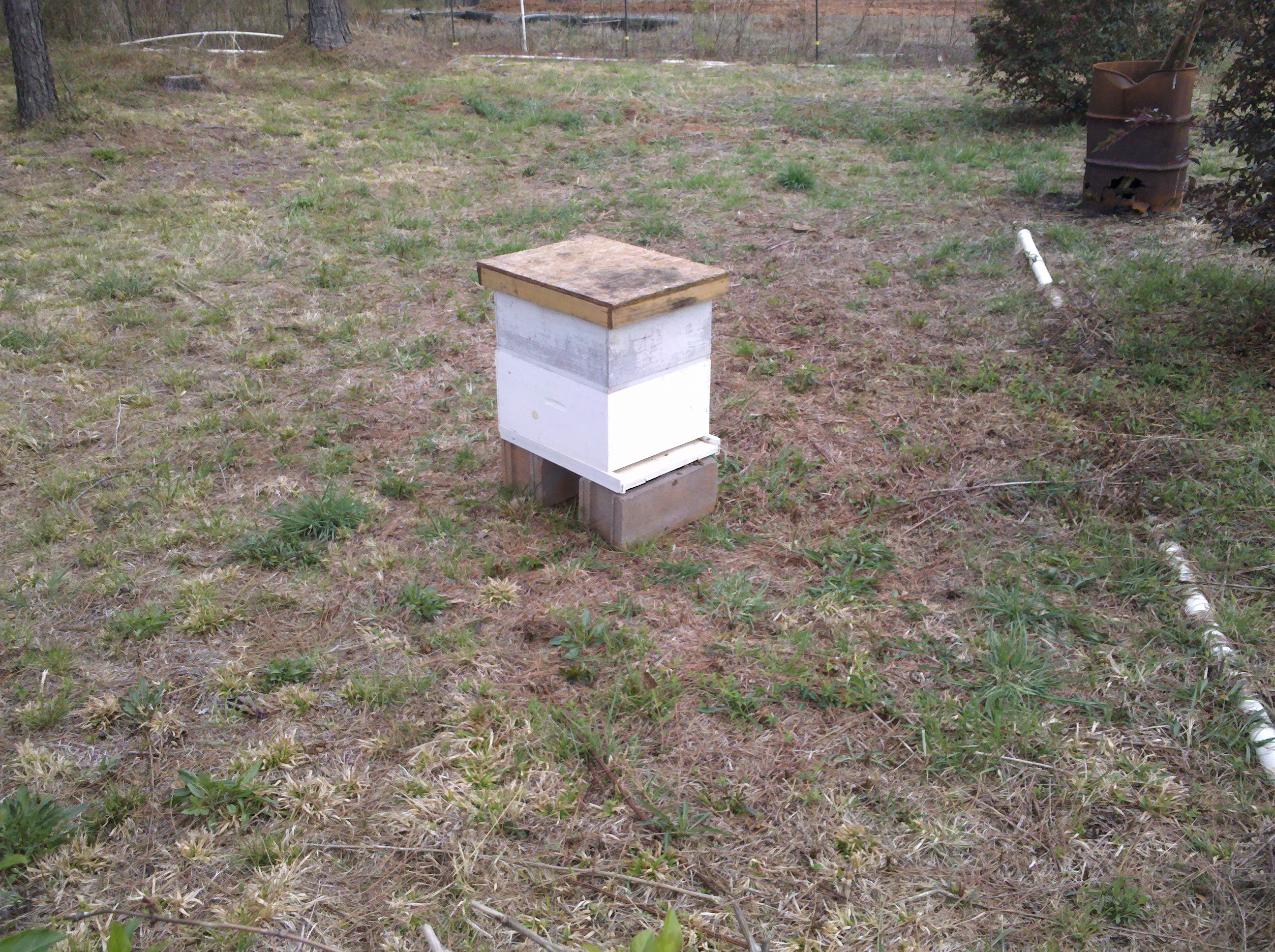 New hive