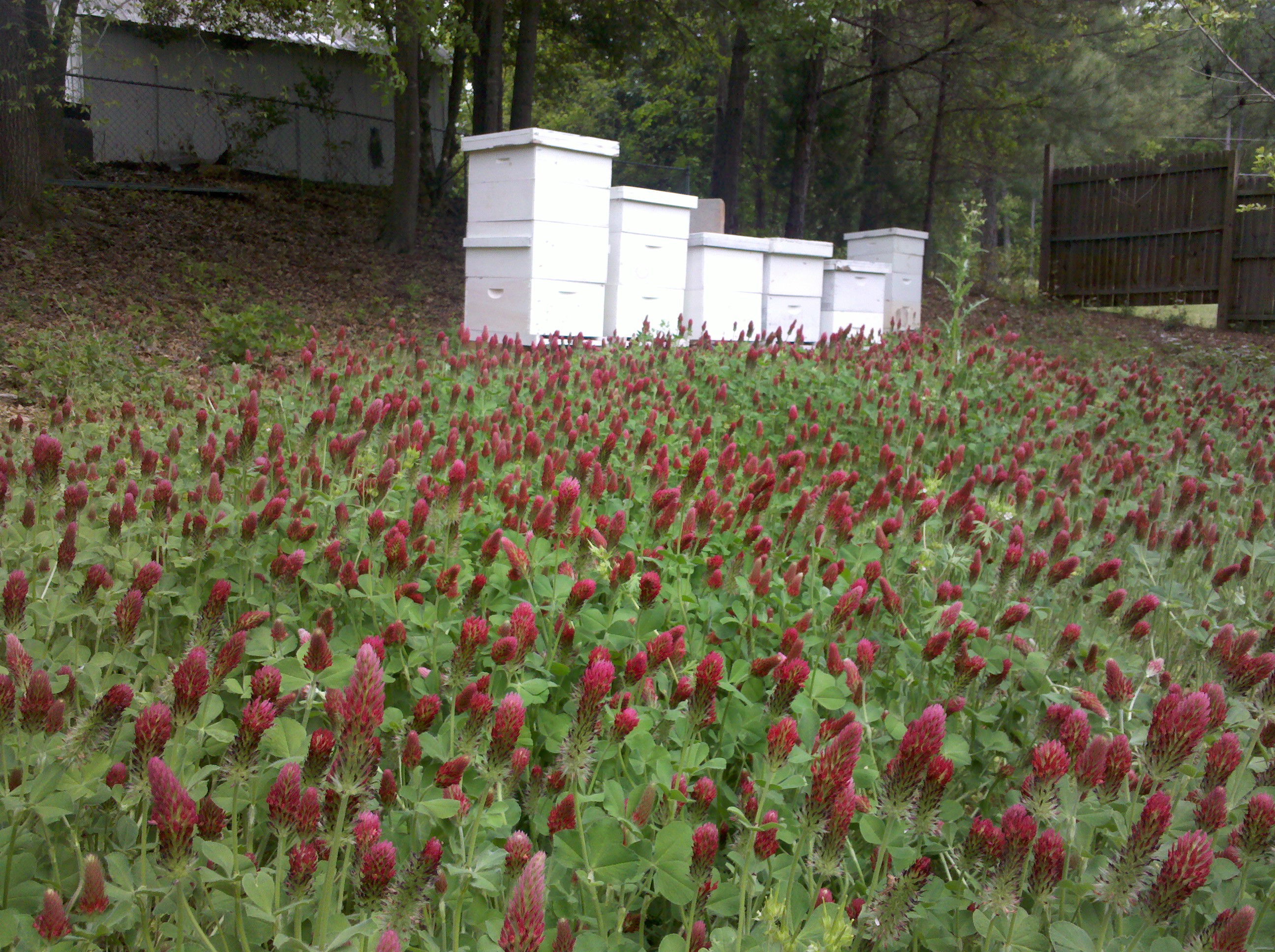 Red clover in front of bees