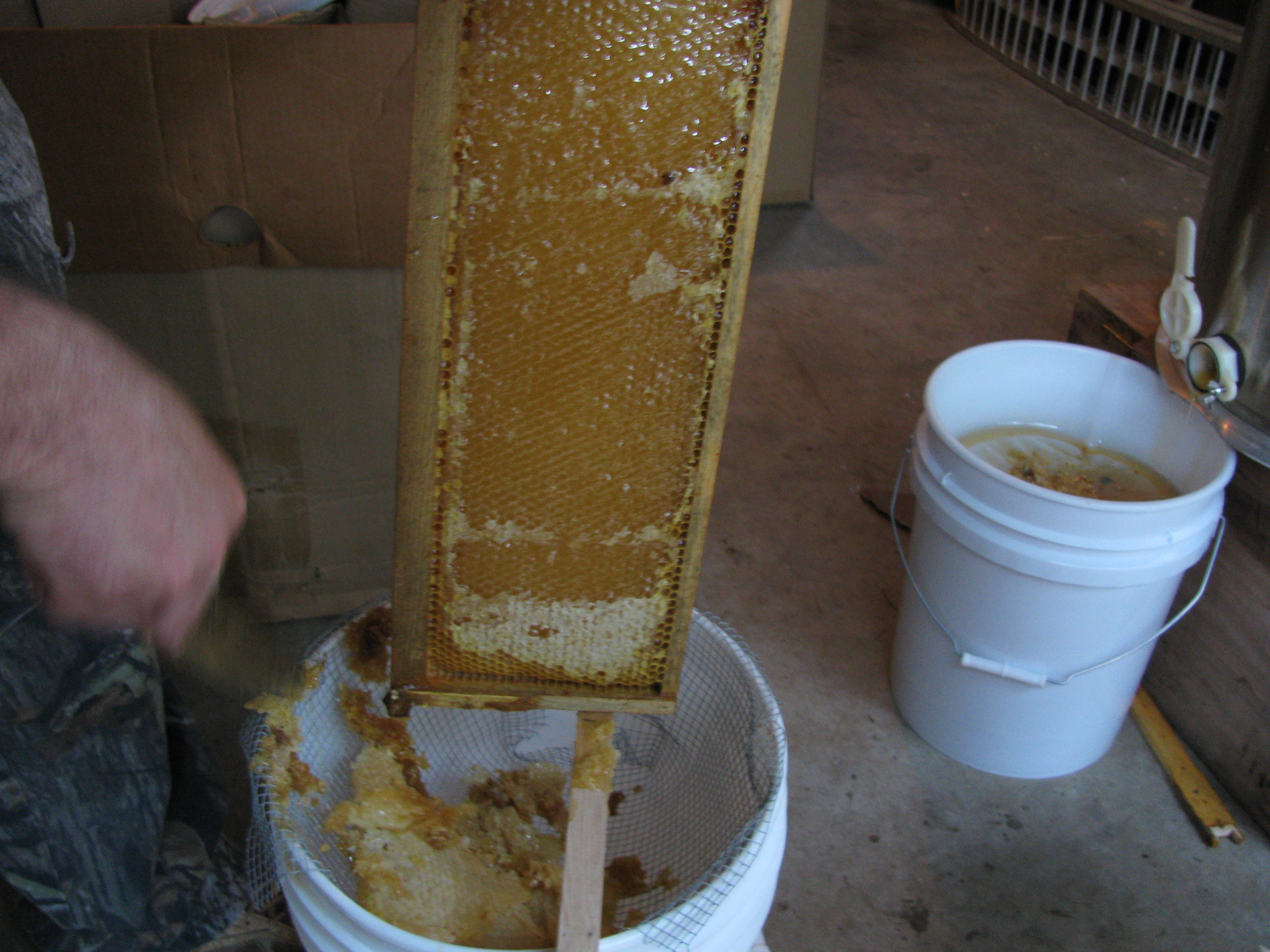 Capping removed opens honey cells