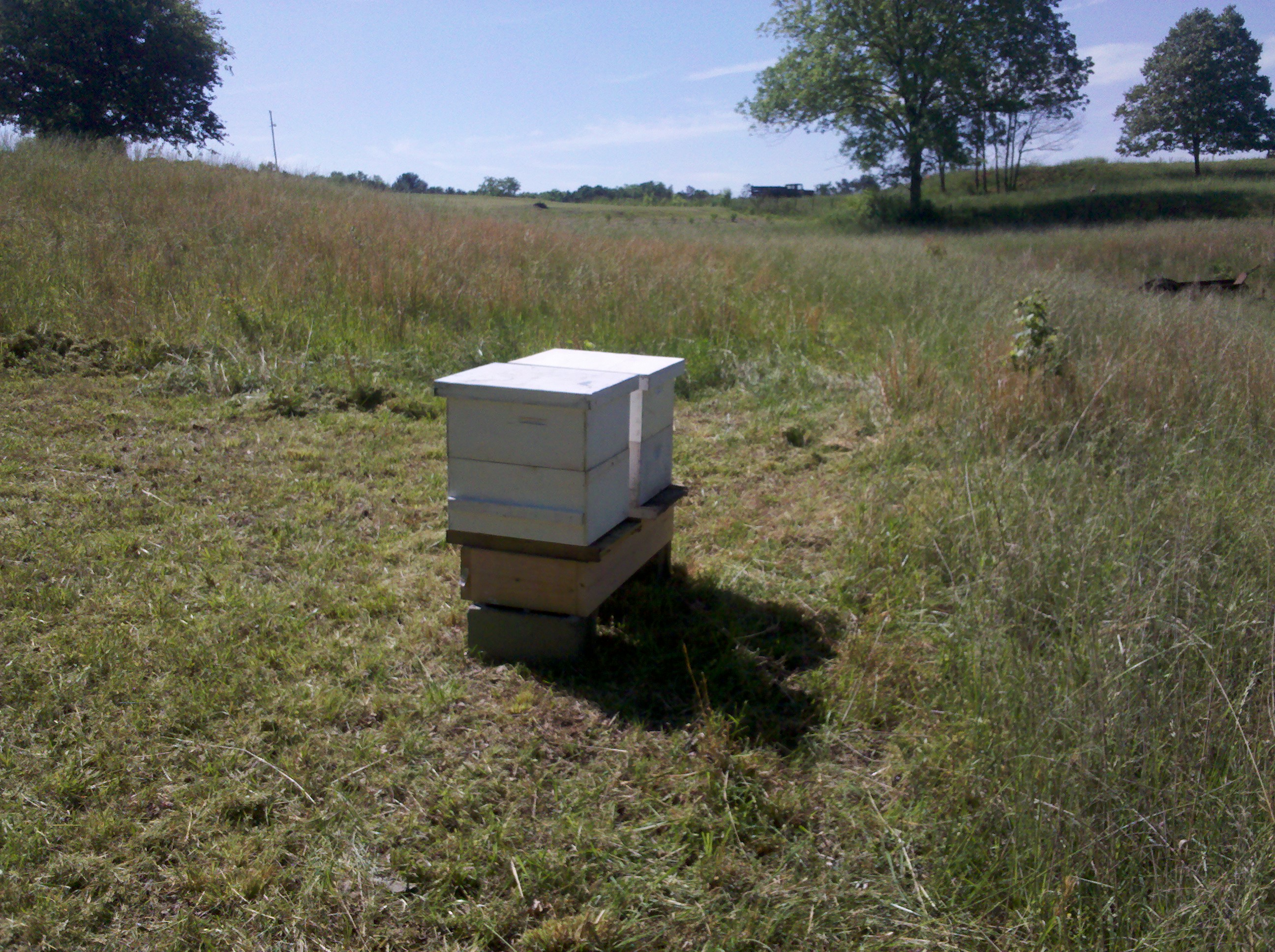 Bees at Matt's Farm, HaydenGrove